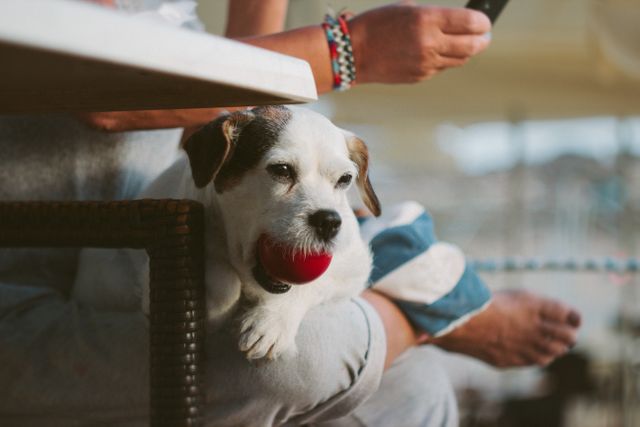 Photo portrays woman relaxing with her small dog holding a red ball in its mouth. Dog is seated on woman's lap, enjoying playful moment. Suitable for use in articles about pet care, companionship, leisure activities, or promoting outdoor pet products.