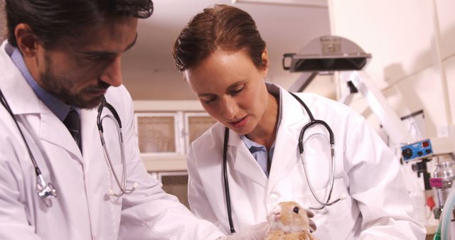 Veterinarians in lab coats are examining a hamster in a laboratory setting. This image can be used in articles, blogs, and educational materials about veterinary medicine, animal care, medical research, scientific studies, and laboratory practices.