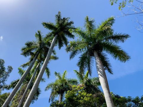 Tall Palm Trees Against Clear Blue Sky in Tropical Setting