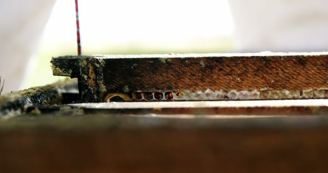 Beekeeping Honeycomb Close-Up in Hive with Developing Larvae - Download Free Stock Images Pikwizard.com