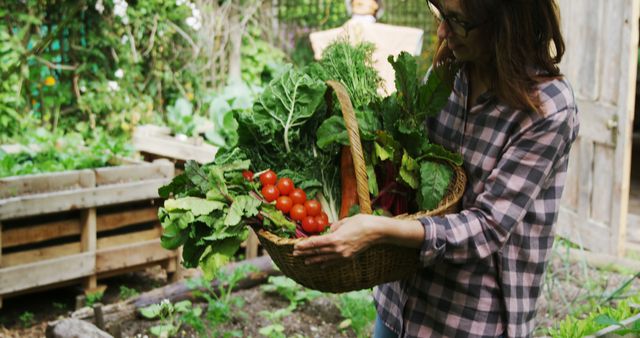 Woman Harvesting Fresh Vegetables in Garden - Download Free Stock Images Pikwizard.com