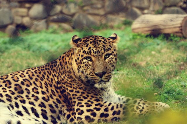 Leopard resting on the grass, blending into its natural surroundings. Suitable for wildlife blogs, educational materials on big cats, conservation campaigns, or zoo advertisements.