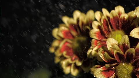 Vibrant Flowers with Droplets in Slow Motion on Black Background