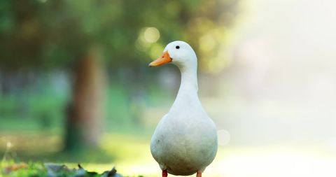 White Goose Wandering Through Sunlit Field - Download Free Stock Images Pikwizard.com