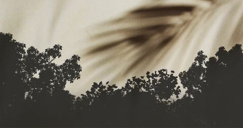 Modern Art Style Silhouette of Trees with Palm Frond - Download Free Stock Images Pikwizard.com
