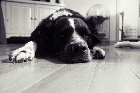 Tired dog resting on wooden floor in black and white
