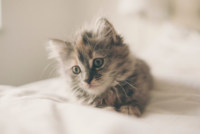Scene of an adorable fluffy kitten resting on a bed. Perfect for promoting pet products, animal care services, or for blogs and websites about pets and animals. Useful for social media posts and advertisements seeking a warm, cozy, and friendly atmosphere.