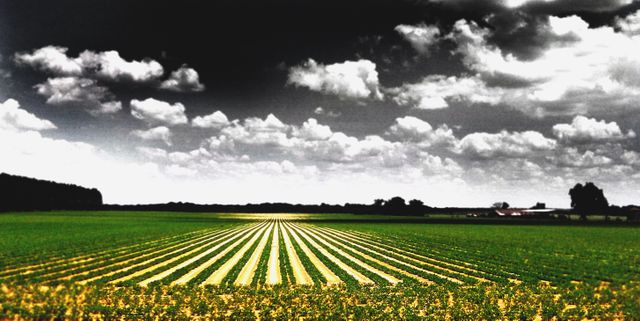 This striking visual is ideal for promoting agricultural products, environmental conservation, or rural living. It offers a dramatic contrast between the fertile green crops and the moody sky, capturing the essence of natural beauty and agricultural vitality.