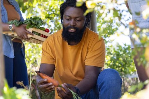 African couple harvesting organic vegetables in backyard garden inspecting carrot