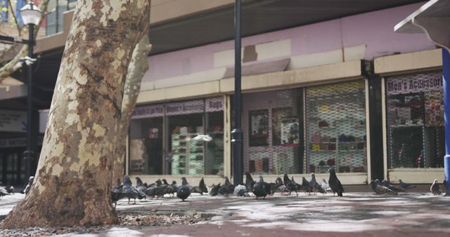 Pigeons grouped near large tree along deserted urban street. Closed shop in background with iron mesh fencing. Suitable for editorial content about city wildlife, themes on urbanization, and tranquility in busy city environments.