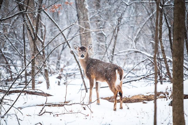 Deer Standing in Snowy Forest During Winter - Download Free Stock Photos Pikwizard.com