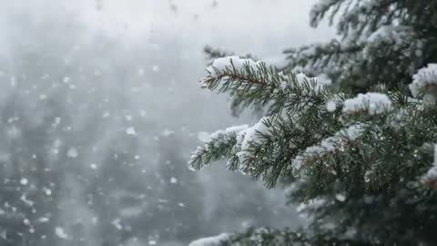 Snow-Dusted Fir Branches Swaying Under Falling Snowflakes in Tranquil Winter Forest Video