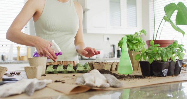 Caucasian woman preparing and watering ground for plant of basil on table in kitchen. Spending quality time at home concept.
