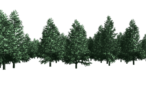 Digital Illustration of Lush Green Fir Trees on Transparent Background - Download Free Stock Videos Pikwizard.com