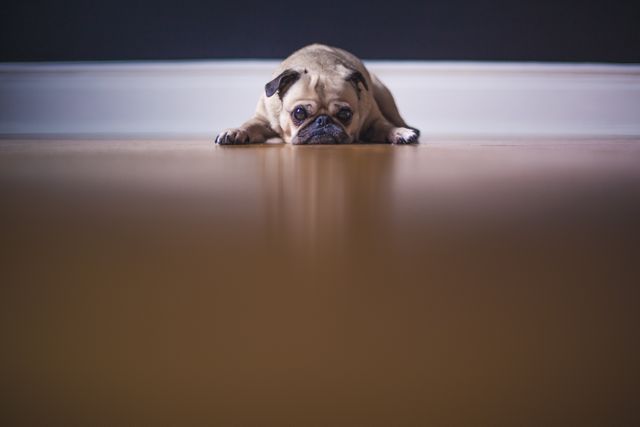 Pug lying on wooden floor with head down, looking sad and reflective. Useful for depicting emotions, pet care, animal behavior, or adding a cute touch to articles, advertisements, and social media content associated with pets and their feelings.