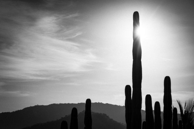 Cactus silhouette against a sunset sky in black and white evoking feelings of serenity and solitude. Versatile for backgrounds, website headers, social media posts, and environmental themes.