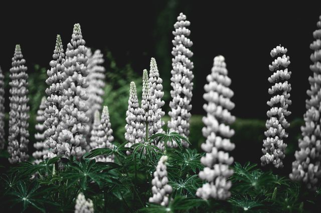 White lupine flowers blooming in green garden - Download Free Stock Photos Pikwizard.com