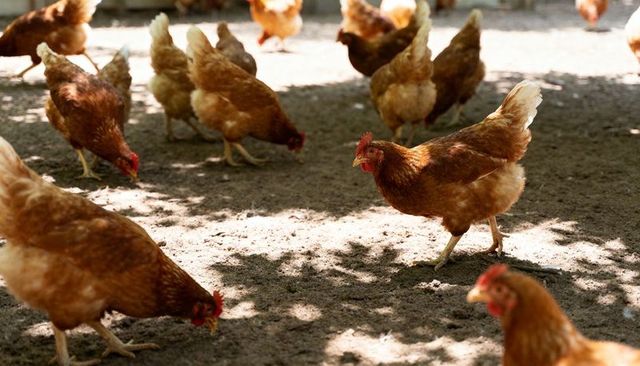 Free-range hens pecking and scratching on sunlit farmyard with dappled canopy shadows