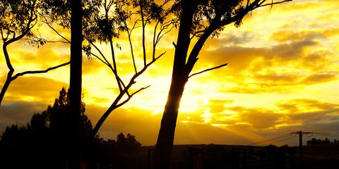 Golden Sunrise Over Tree Silhouettes in Tranquil Countryside