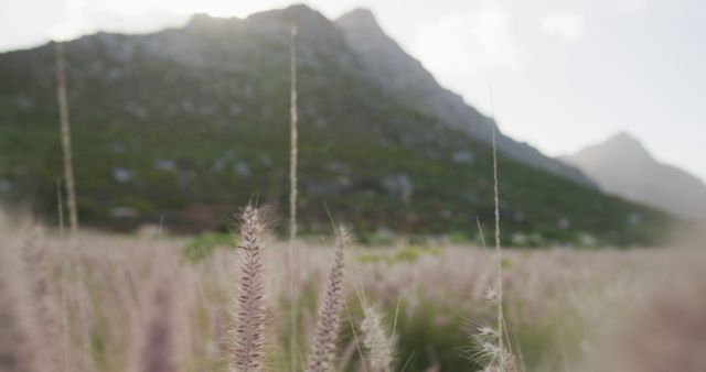 Close-Up of Grass Blades with Mountain Background - Download Free Stock Images Pikwizard.com