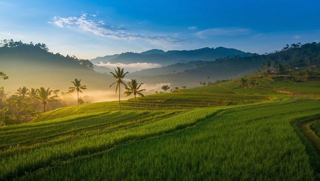 Serene Sunrise Mist Over Terraced Rice Fields with Palm Trees and Rolling Tropical Hills