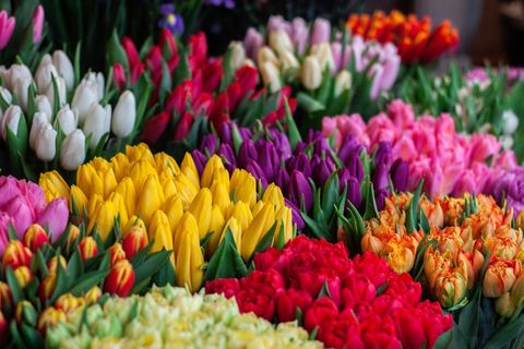 Vibrant tulip market display with rows of yellow red pink purple and orange blooms