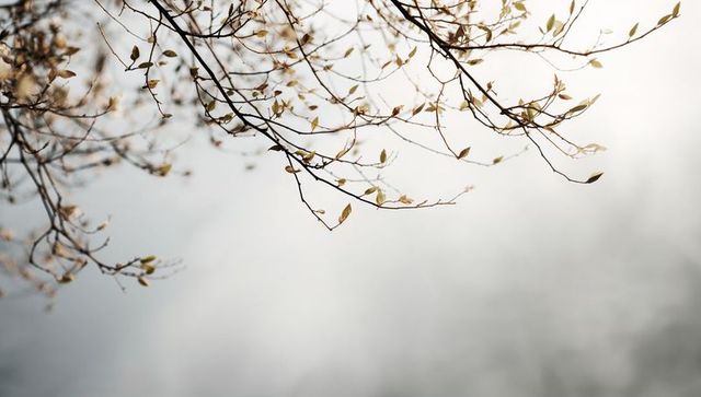 Delicate tree branches reaching across pale sky with fresh buds and soft bokeh