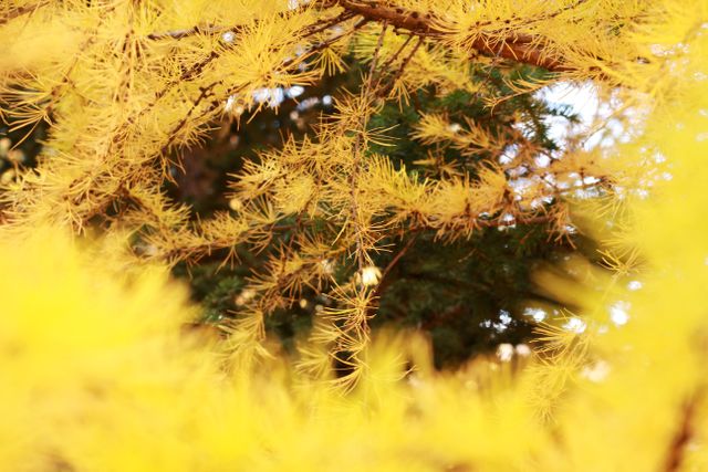 Close-Up of Autumn Yellow Pine Tree Branches - Download Free Stock Photos Pikwizard.com