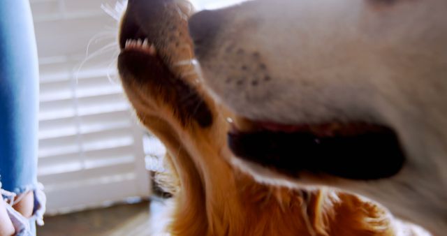 Close-Up Shot of Dogs Waiting by Window with Excitement - Download Free Stock Images Pikwizard.com