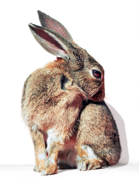 Adorable Brown Rabbit Sitting and Cleaning Itself on White Background - Download Free Stock Photos Pikwizard.com