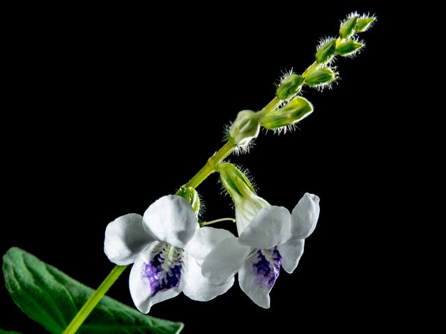 Delicate white Angelonia flower in full bloom with intricate details captured against a solid black background, ideal for use in botanical studies, floral decorations, greeting cards, or nature-related content.