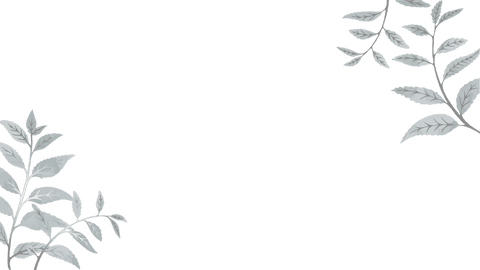 Asymmetric Transparent Leaf Border on Minimal Botanical Canvas - Download Free Stock Videos Pikwizard.com