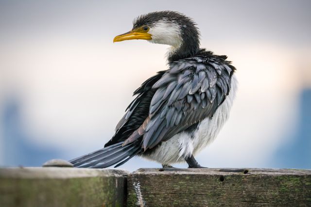 Close-up of a cormorant perched on a wooden railing with its feathers detailed and vibrant. Useful for wildlife photography portfolios, ornithology articles, nature conservation brochures, and educational materials about coastal birds and their habitats.