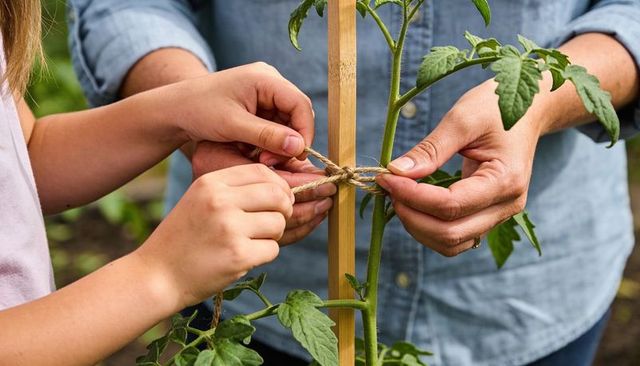 Tying tomato plant to stake with jute twine, adult guiding child in backyard gardening