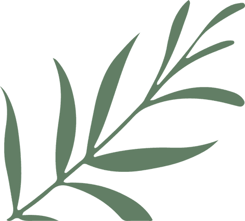 Minimalistic greenleafy branch illustration on transparent canvas