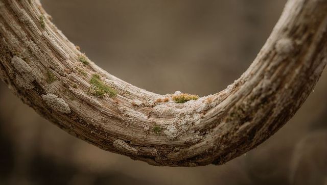 Macro curved vine revealing ridged bark with moss and lichen texture for nature detail