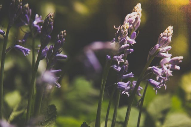Purple bluebells blooming in a sunlit woodland create a serene and vibrant natural scene. Ideal for use in nature presentations, garden blogs, floral arrangements, springtime marketing materials, and botanical studies.