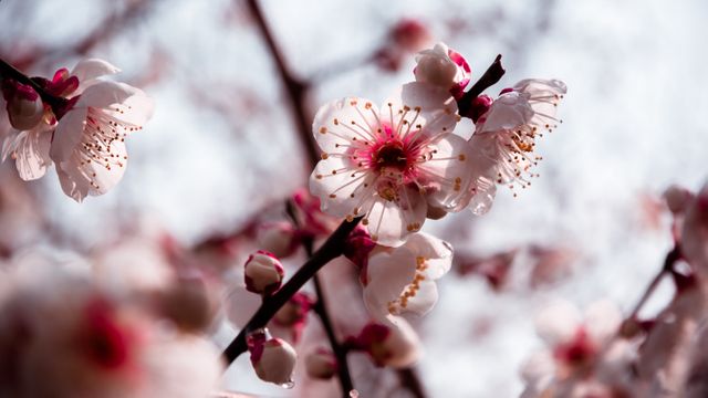Featuring a close-up view of cherry blossoms with delicate pink petals illuminated by sunlight. Ideal for nature and floral themes, greeting cards, background images, and seasonal promotions highlighting spring and beauty of nature.