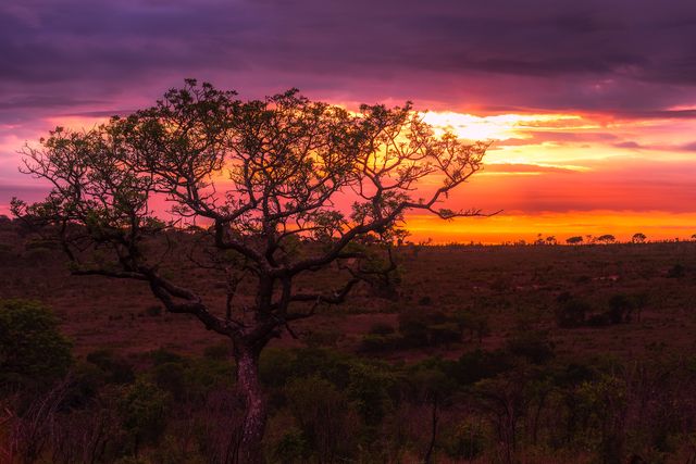 Captivating image of a sunset over the African savanna, highlighting a silhouetted tree with vibrant sky colors blending purple, orange, and red hues. Excellent for travel magazines, nature blogs, and environmental campaigns. Ideal as a backdrop for presentations, website banners, and inspirational posters showcasing natural beauty and wilderness scenes.