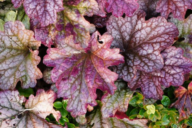 Vibrant purple and green leaves in a close-up view, showcasing intricate patterns and textures. Perfect for use in gardening articles, botanical studies, landscaping design, or nature-focused projects.