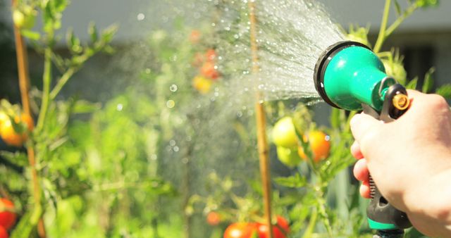 Person Watering Tomato Plants in Garden - Download Free Stock Images Pikwizard.com