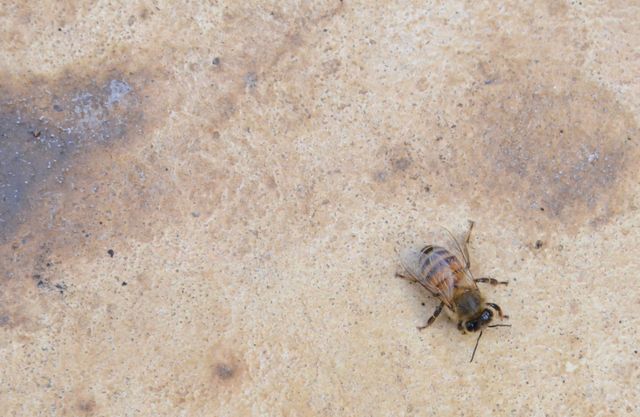 Single Bee Resting on Rough Brown Surface - Download Free Stock Photos Pikwizard.com