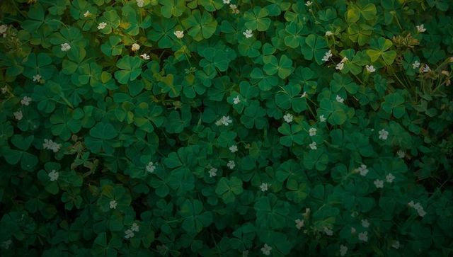 Sunlit Clover Groundcover with Tiny White Flowers, Lush Green Foliage Texture