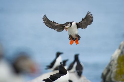 Atlantic puffin landing with bright orange feet above breeding colony on coastal rocks