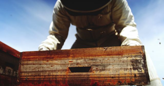 Beekeeper tending to hive, examining wooden box with protective suit, sunny sky in background. Ideal for content related to beekeeping, agriculture, environmental conservation, and rural activities.