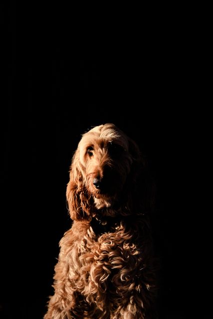 Golden retriever in moody lighting against dark background. Ideal for use in pet, animal care, and artistic concept images. Great for pet adoption advertisements, veterinary services, and posters highlighting dog-related content.