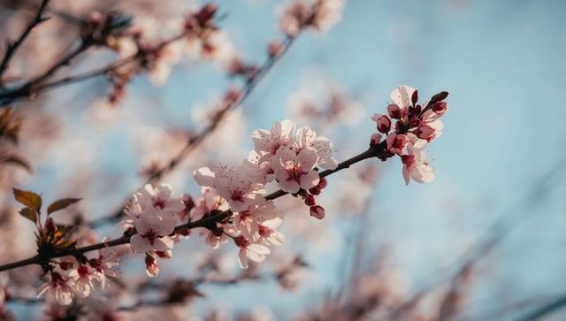 Blooming pink cherry blossoms on diagonal branch against soft blue sky spring pastel bokeh