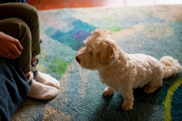 This image captures a woman training her terrier to sit indoors, highlighting the bond between pet and owner. Ideal for use in articles or advertisements about pet training, dog obedience, and domestic lifestyles. It can also be used in blogs or social media posts promoting pet care tips and home activities with pets.