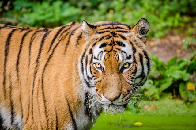 Close up shot of a tiger. wildlife concept