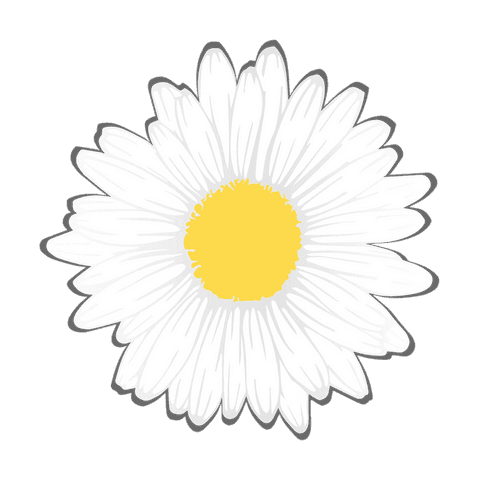 White daisy with yellow center on transparent background minimalistic design